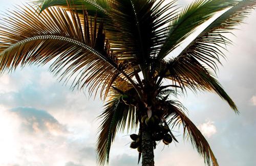 Chinauta House | Palms Stars III