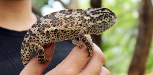 Polokwane Apartment | Pan's Breeze Overnight Accommodation