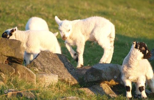Todmorden Bed & Breakfast | Parkin House Guest House
