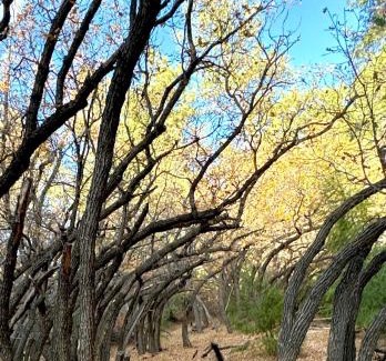Valdez House | Peaceful Mt Top Earthship Retreat with Sauna & Views