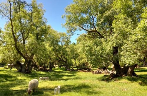 Waipiata Cabin | Peter's Farm Lodge