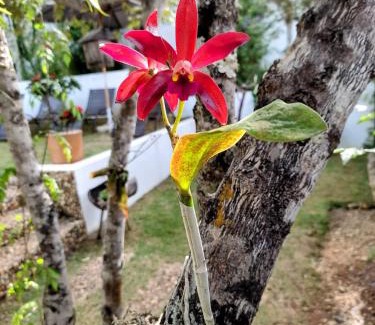 Alto Paraiso de Goias Hotel | Pousada Casa de Shiva