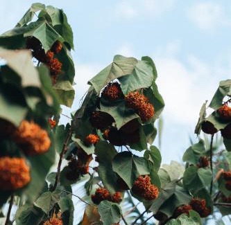 Alto Paraiso de Goias Hotel | Pousada Chápada dos Veadeiros
