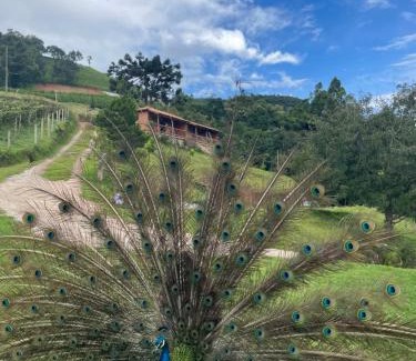 Senador Amaral Hotel | pousada do caneca