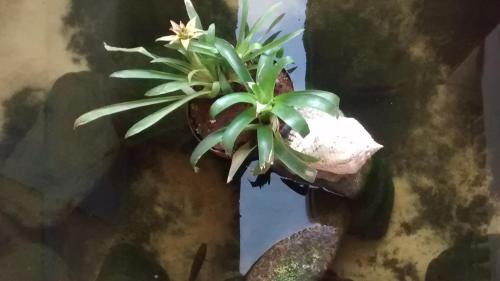 Barra da Lagoa Hotel | Pousada do Tié