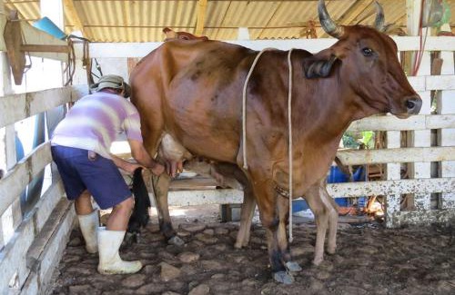Serra da Canastra National Park Bed & Breakfast | Pousada Fazenda na Cidade