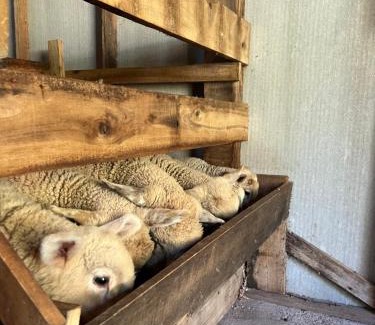 Gramado Hotel | Pousada Maibe Amanhecer na Serra