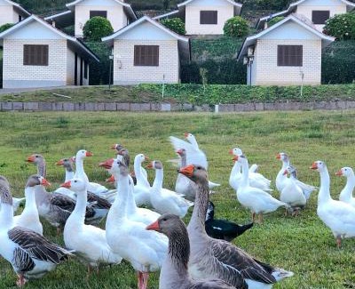 Flores da Cunha Hotel | Pousada Parque das Pitangueiras