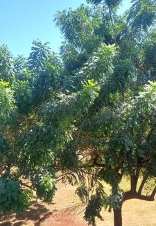 Sidrolandia House | Pousada Q4