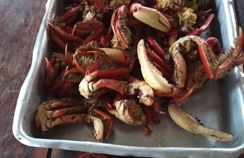 Ilha do Superagui Hotel | pousada recanto Ararapira