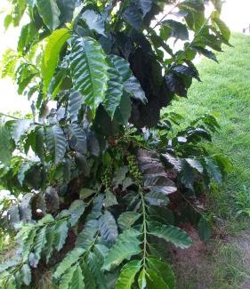 Delfinopolis Cabin | Pousada São José na Canastra