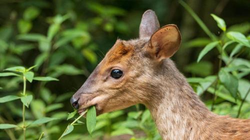 Tapirai Hotel | Pousada Salve Floresta