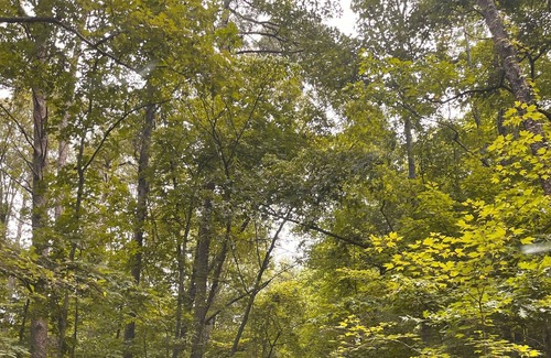 Dahlonega Cabin | PRIVATE HILL TOP RUSTIC CABIN! 8 MINS TO SQUARE! MOUNTAIN VIEWS DURING FALL!