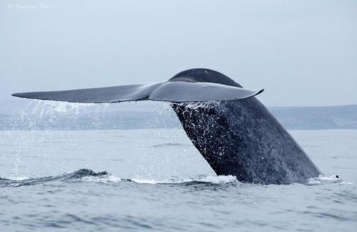 Freirina House | Punta de choros Cabañas bahia carrizalillo
