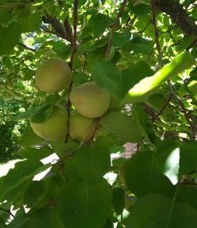 Cuadro Nacional House | Quinta Santiago