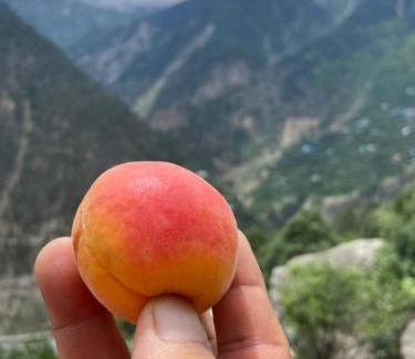 Kalpa House | Raldang Himalayan homestay & farm stay