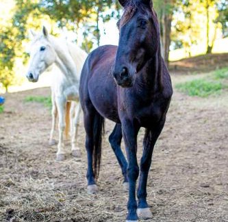 Igarata Other | Rancho Conteiner