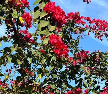 Limeira Other | Rancho Recanto dos Pássaros