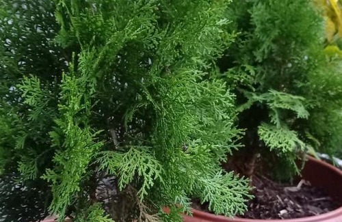 Piaui House | Recanto dos Pássaros