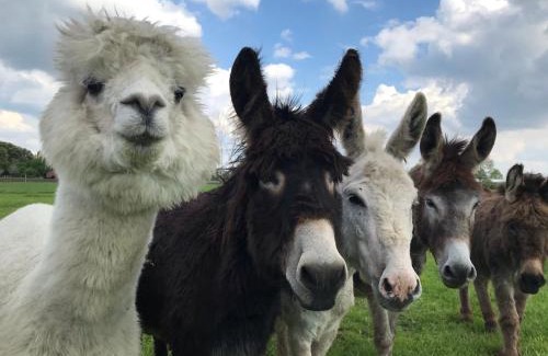 Municipality of Landerd Other | Recreational Farm Camping de Kreitsberg