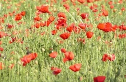 Illora Cottage | Rural house (full rental) Cortijo la Alberquilla for 5 + 1 people