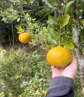 Vitor Hugo House | Sítio Refúgio das Flores