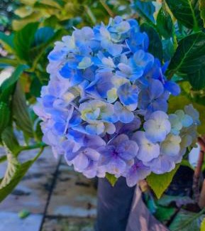 Crato House | Sítio Wida Feliz