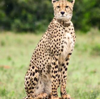 Paterson Other | Safari Lodge - Amakhala Game Reserve