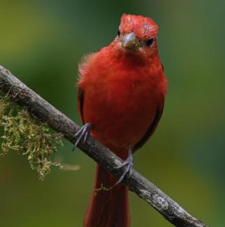 Cali Cabin | San Felipe Lodge. Birding and Wellness