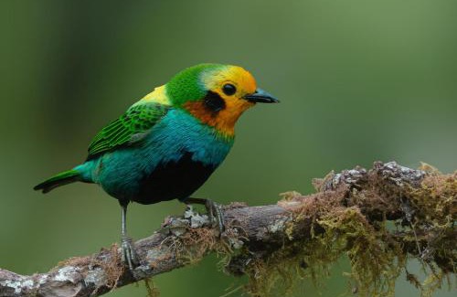 Cali Cabin | San Felipe Lodge. Birding and Wellness