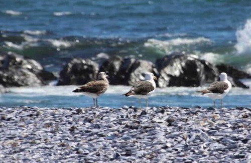 Shelley Point House | Sandy Feet Beach House