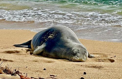 Punaluu House | Sea Turtle Cottage