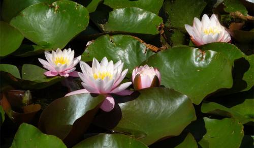 Poppenbull Apartment | Seerosenhof