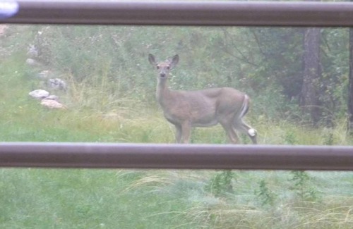 Sturgis House | Serenity Pines in Boulder Canyon