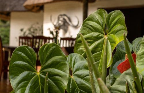 White River Cabin | Seringa Lodge & Safaris