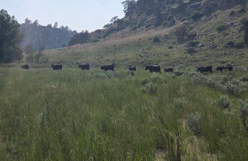 Yellowstone County House | Sheltered Nook Bunk N Board