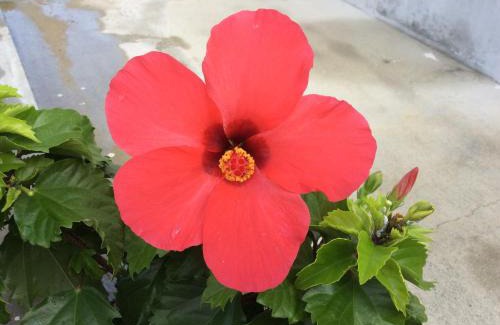 Okinawa House | Shimanchu Guest House Yuien