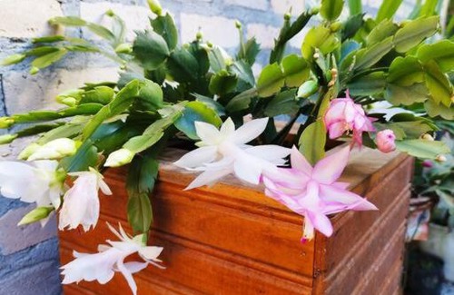 Vitoria da Conquista House | Sitio com jaccuzi, fogão a lenha