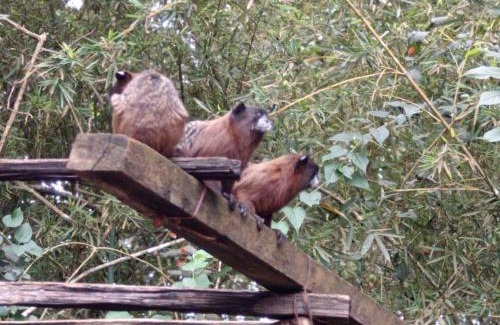 Mocoa House | SOL & SELVA Hostal Mocoa Putumayo