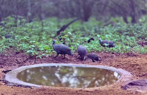 Marloth Park Villa | Sounds of Kruger Safari Villa
