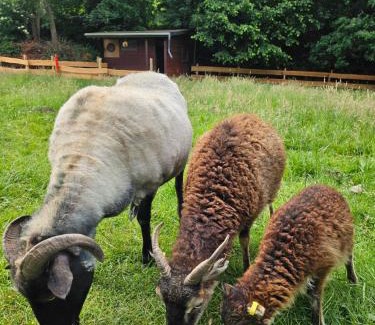 Herbede Apartment | Souterrainwohnung im Grünen