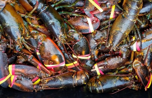 Ellsworth House | Stargazing & Deer grazing, dog, hiking, heated/AC, private, Pioneer Farm Retreat