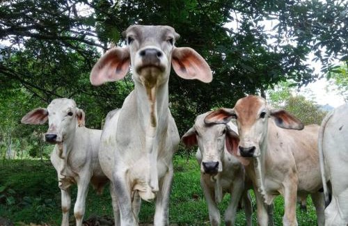 Tayutic Apartment | Studio House in Eco-Farm: nature, relaxing, hiking