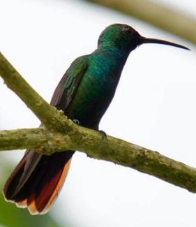 Tayutic Apartment | Studio House in Eco-Farm: nature, relaxing, hiking