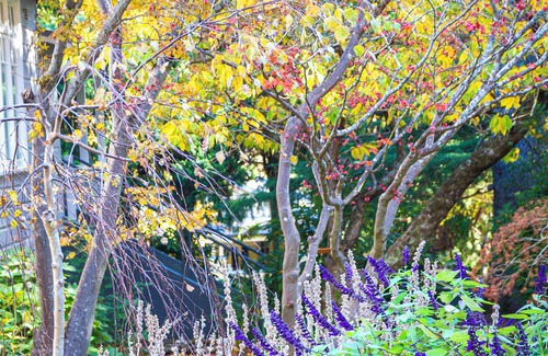 Leura Cabin | Stylish cabin for two in Leura, Blue Mountains NSW