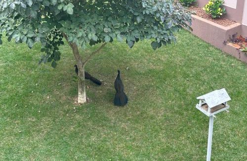 Caparao Velho House | Suítes Grãos do Alto Caparaó