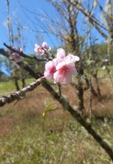 Roble Bed & Breakfast | Suite y Loft Casa Toría