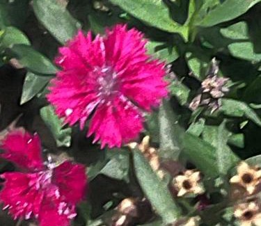 Gulmarg Hotel | Sunrise Haven Gurez