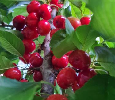 Ein Qiniyye House | Sunset B&B