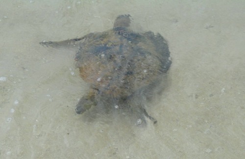 Mokuleia House | Swim with Turtles, Watch the Sun Set, Stay on the Beach